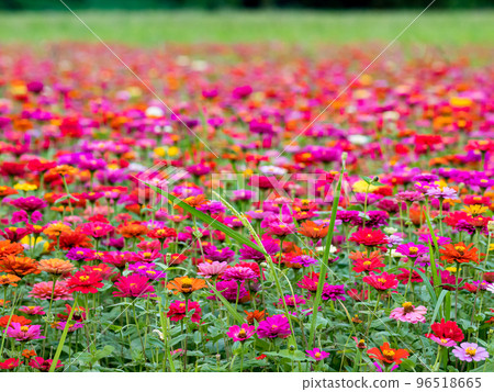 關渡花海 96518665