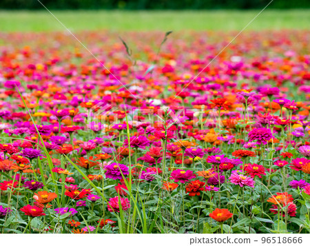 關渡花海 96518666