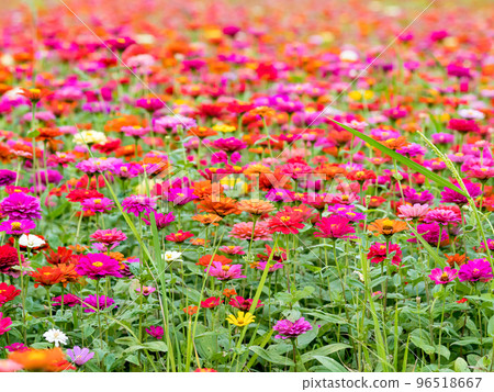 關渡花海 96518667