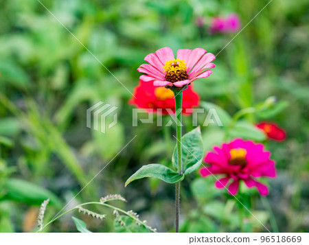 關渡花海 96518669