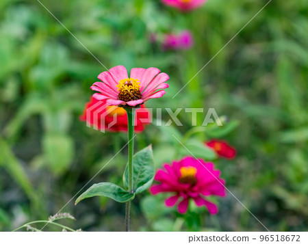 關渡花海 96518672
