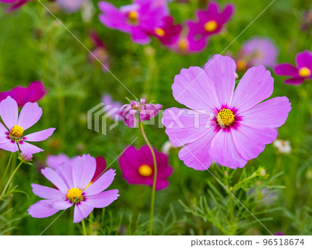 關渡花海 96518674