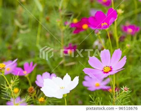 關渡花海 96518676