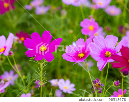 關渡花海 96518678
