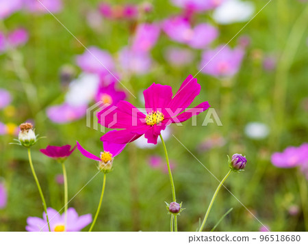 關渡花海 96518680