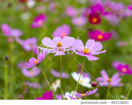 關渡花海 96518681