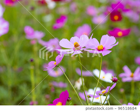 關渡花海 96518684