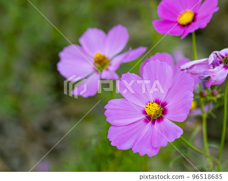 關渡花海 96518685