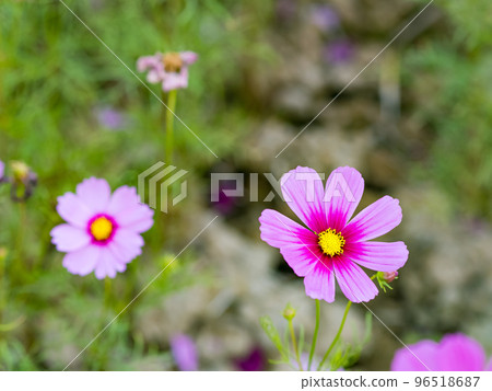 關渡花海 96518687