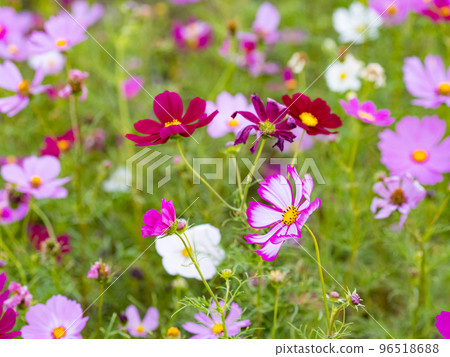 關渡花海 96518688