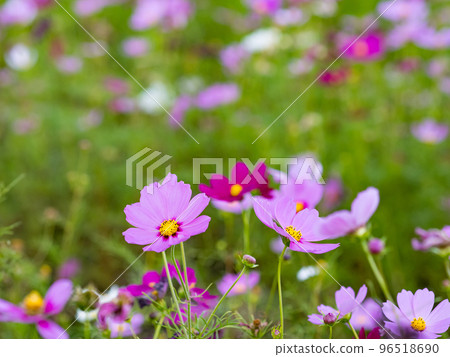 關渡花海 96518690