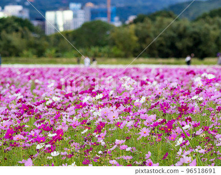關渡花海 96518691