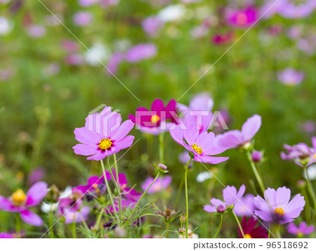 關渡花海 96518692