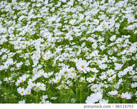 關渡花海 96518703