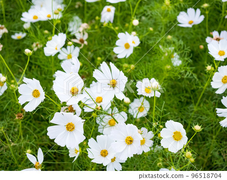 Guandu Huahai 96518704