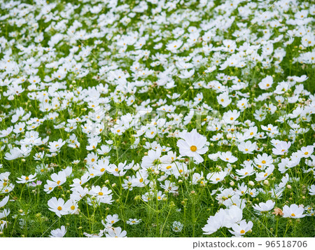 calliopsis, coreopsis tinctoria, beautiful 96518706