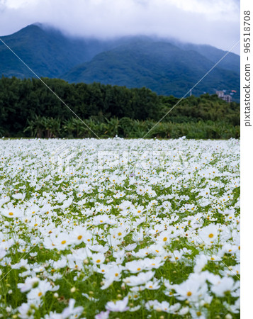 關渡花海 96518708