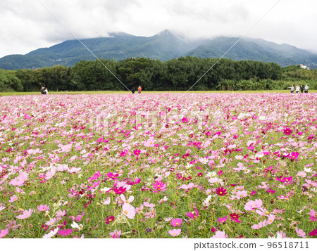 關渡花海 96518711