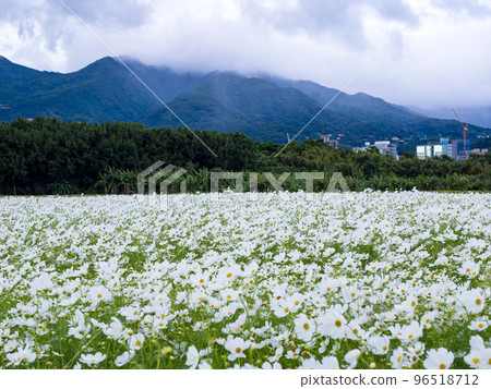 關渡花海 96518712