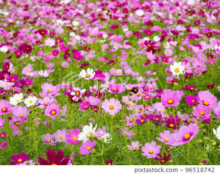 關渡花海 96518742