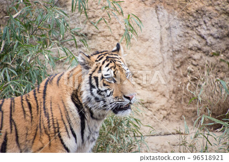 Amur Tora 96518921