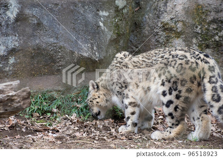 Snow leopard 96518923