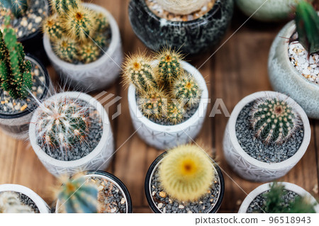 Collection of various cactus plants in different pots in the plant store. Potted cactus house plants. Fashion trend in home design. Home gardening concept. Biophilia. Selected focus Collection of various cactus plants in different pots in the plant store. Potted cactus house plants. Fashion trend in home design. Home gardening concept. Biophilia. Selected focus 96518943