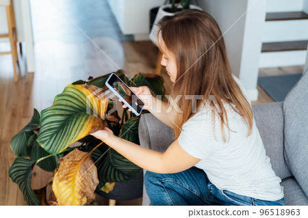 Young woman taking picture on phone of dried, sunburn leaf of potted plant Calathea. Houseplants diseases. Disorders Identification and Treatment search. Home gardening mobile app. Selective focus 96518963