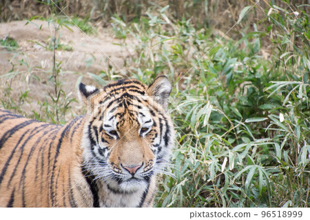 阿穆爾托拉 96518999