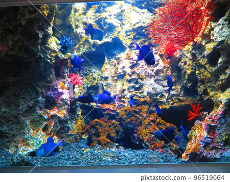 fish in atoa 96519064