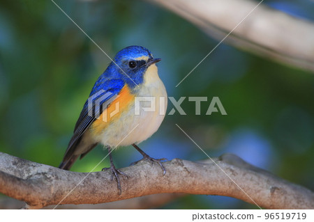 Red-flanked bluetail perching on a branch 96519719