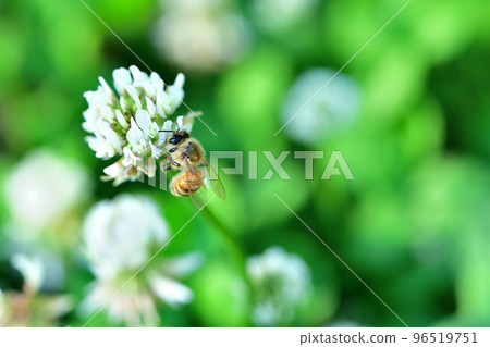 White claw grass blooming in the park 96519751
