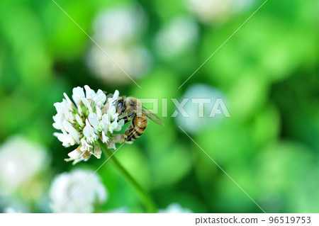 White claw grass blooming in the park 96519753