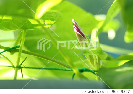 Morning glory buds that will bloom tomorrow Morning glory buds that will bloom tomorrow 96519807