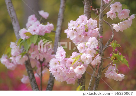 Double cherry blossoms 96520067