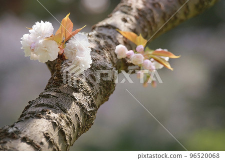 Double cherry blossoms 96520068