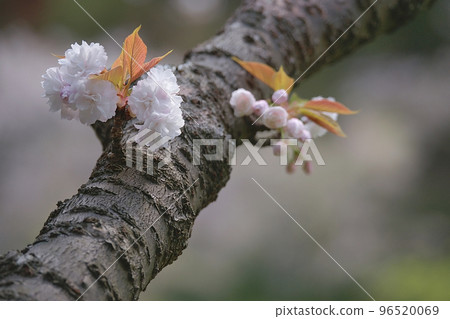 雙櫻花 雙櫻花 96520069