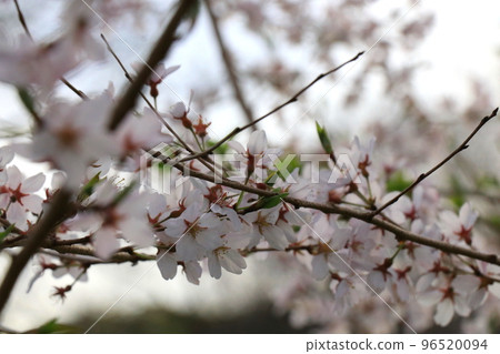 Small cherry blossoms/Mamezakura Small cherry blossoms/Mamezakura 96520094