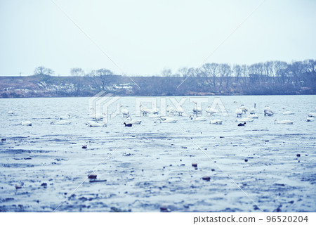 木曾川岸邊的苔原天鵝 96520204