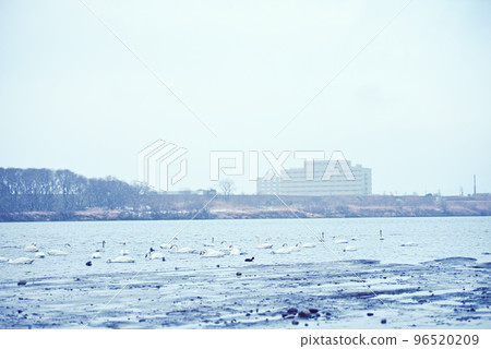 Tundra swan on the banks of the Kiso River 96520209