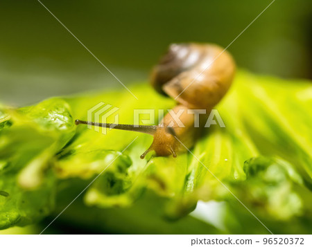Small snail on the background of green vegetables Small snail on the background of green vegetables 96520372