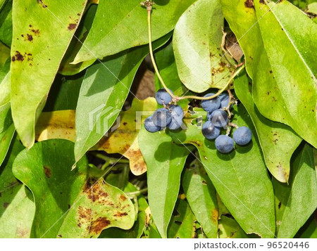 Fruit of Aotutsurafuji 96520446