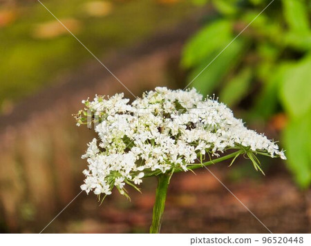 kouhon flower 96520448