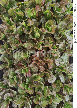 close up of red cos lettuce 96520477