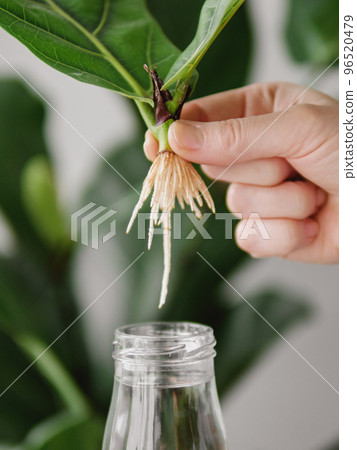 Rooted cutting of fiddle leaf fig or ficus lyrata 96520479