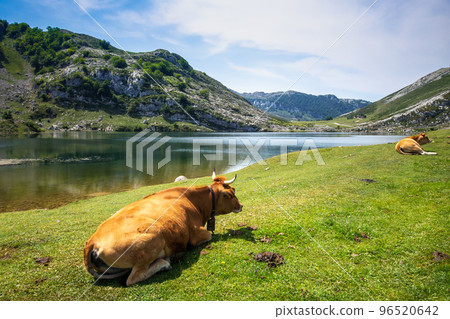Cows around lake Enol in Picos de Europa, Asturias, Spain Cows around lake Enol in Picos de Europa, Asturias, Spain 96520642