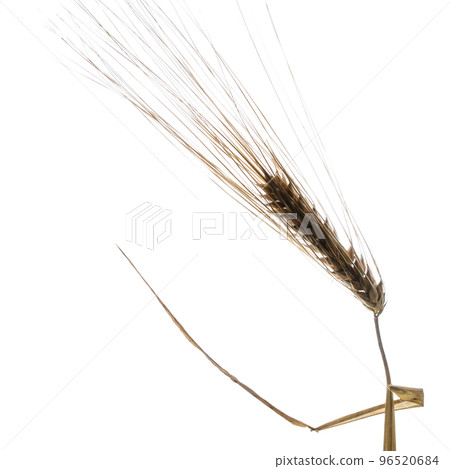 ears of wheat ears of wheat 96520684