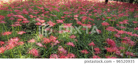 Metropolitan Nogawa Park Nature Observation Garden Cluster amaryllis 96520935