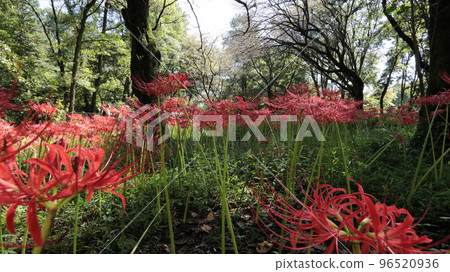 都野川公園自然觀察園群孤挺花 都野川公園自然觀察園群孤挺花 96520936