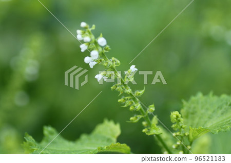 帶小白花的藍紫蘇 帶小白花的藍紫蘇 96521183